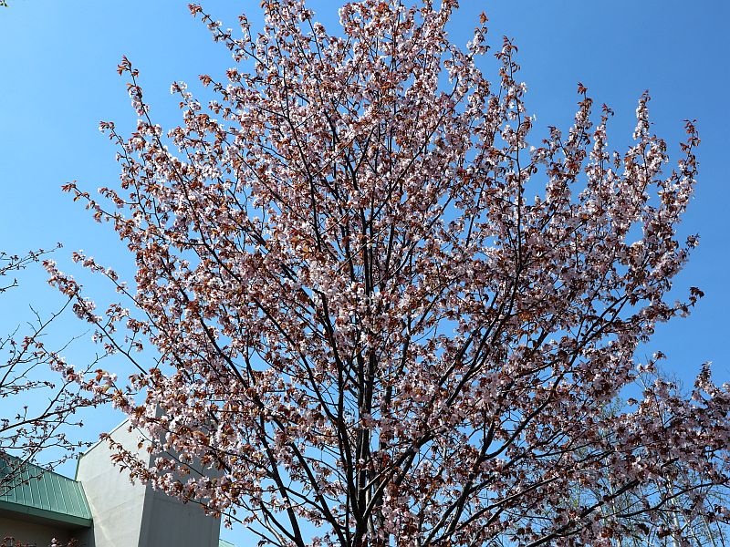 桜が咲き始めました